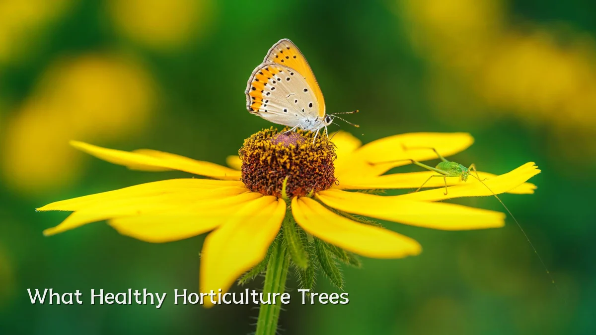 What Healthy Horticulture Trees