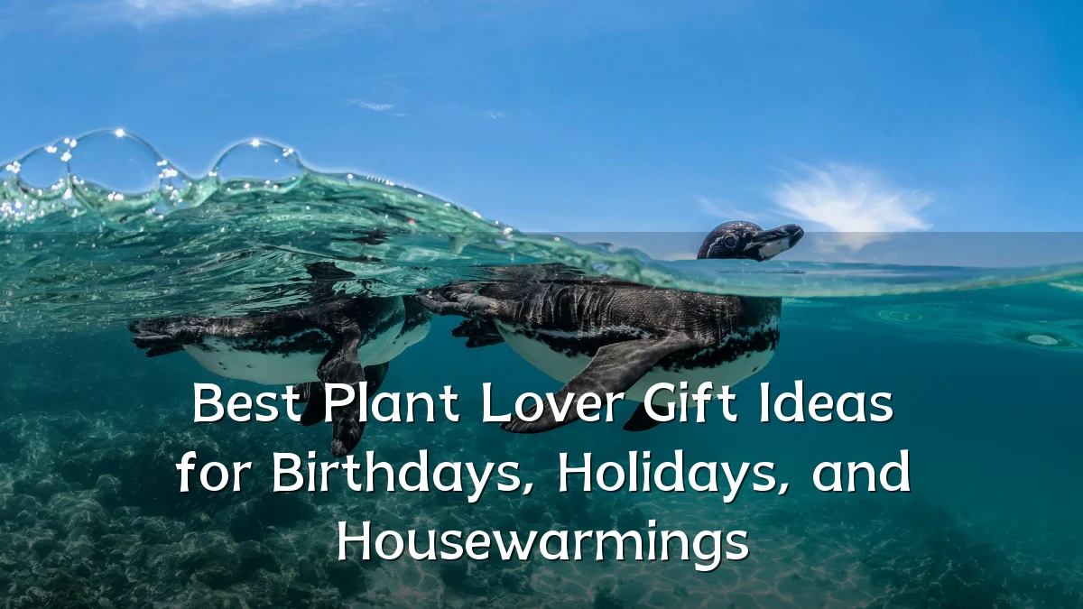 Best Plant Lover Gift Ideas for Birthdays, Holidays, and Housewarmings